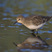 Temminck's Stint
